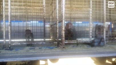Singes – Piste aux Etoiles