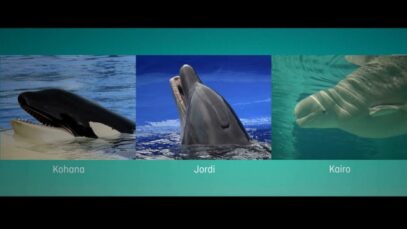 SOSDauphins/One Voice – L’histoire vraie de Kohana, Jordi et Kairo