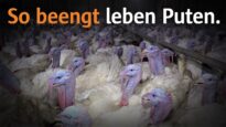 Staatliche Mindestanforderungen für Puten geplant