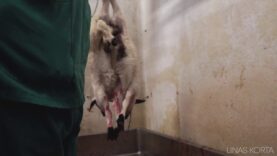Stabbing – Lamb Slaughterhouse