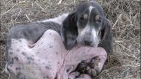 Statu quo pour les chiens « de chasse » mourants en Dordogne