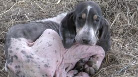 Statu quo pour les chiens « de chasse » mourants en Dordogne