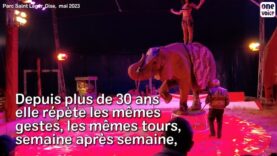 Surpoids inquiétant et stress permanent, nouvelle plainte pour la dernière éléphante de cirque en France : Samba