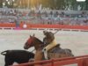 Taureaux, chevaux, tous perdants dans l’arène #StopCorrida