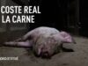 Teaser 2: El Coste Real de la Carne | Una investigación en la industria porcina española