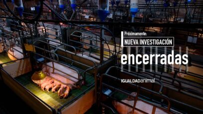 TEASER 2 | ENCERRADAS: Una investigación sobre las jaulas de la industria porcina española