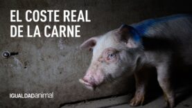Teaser: El Coste Real de la Carne | Una investigación en la industria porcina española