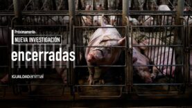 TEASER | ENCERRADAS: Una investigación sobre las jaulas de la industria porcina española