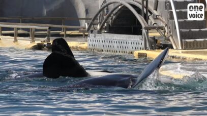 Témoignage de John Hargrove, ancien dresseur à SeaWorld et au Marineland d’Antibes, 1ère partie #StopDelphinarium