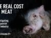 The Real Cost of Meat: Spain’s Pig Meat Industry