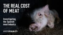 The Real Cost of Meat: Spain’s Pig Meat Industry