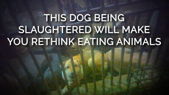This Dog Being Slaughtered Will Make You Rethink Eating Animals