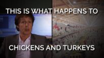This Is What Happens to Chickens and Turkeys