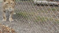 Tigres et lions exploités à vie dans le Loiret