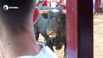 Toro al borde del colapso en las fiestas de Coria (Cáceres) – PACMA