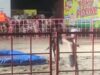 Toro-piscines : terroriser des animaux… pour mieux divertir les humains