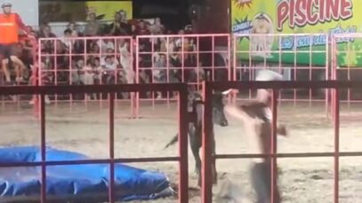Toro-piscines : terroriser des animaux… pour mieux divertir les humains