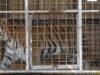 Tous les jours, toute sa vie. #CirquesSansAnimaux