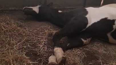 Un cheval en grande souffrance dans un cirque à Alès
