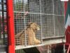 Un cirque détient illégalement des lionnes et achète deux autres lions pour la reproduction