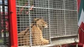 Un cirque détient illégalement des lionnes et achète deux autres lions pour la reproduction
