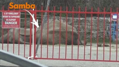 Un Sanctuaire Pour Samba