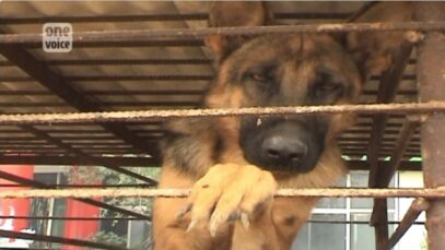 Une enquête de One Voice  le massacre des chiens en Asie