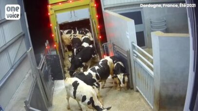 Une journée de déchargement à Sobeval – Dans les coulisses du cuir de veau en France