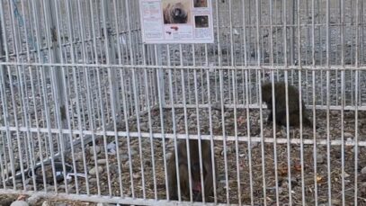 Une scène de la vie sauvage dans un cirque en France
