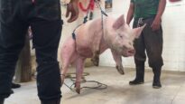 Weighing of a pig