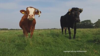 Wir stellen vor: Maret Einhorn und Marte