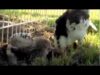 4 Solid Minutes of Baby Chicks Taking a Dust Bath