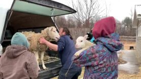 Angela, Ethan, & Michaela Arrive to Woodstock Farm Sanctuary