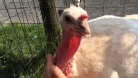 Beatrice the turkey craves attention