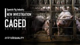 Behind Closed Doors: Shocking Secrets of the Spanish Pig Industry