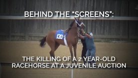 Behind the “Screens”: The Killing of a 2-year-old Racehorse at a Juvenile Auction