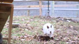 Bunnies explore their new rabbitat
