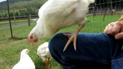 Chickens Rescued from Kaporos Ritual in Brooklyn