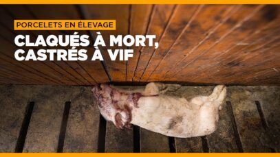 Claqués à mort, castrés à vif