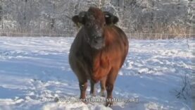 Der Hof Butenland Klassiker – Frau Lotti im Schnee