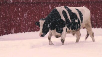 Farm Critters Playing in Heavy Snow