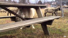 Felix Scratches Against a Picnic Bench