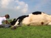 Fiete – denn Tiere sind keine Maschinen