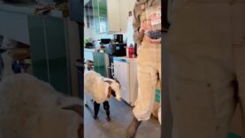 For a little goat, Remy has made some big leaps in sanctuary❤️