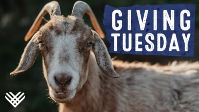 Giving Tuesday – Can you help Brownie the goat?