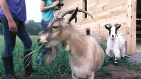 Goats Arrive at their New Home
