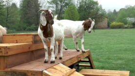 Goats Just Want to Have Fun