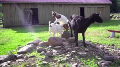 Goats Just Want to Have Fun (at Woodstock Sanctuary)