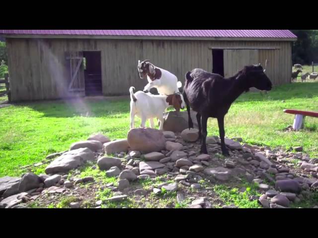 Goats Just Want to Have Fun (at Woodstock Sanctuary) | Laverabestia.org