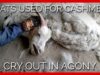 Goats Used for Cashmere Cry Out in Agony